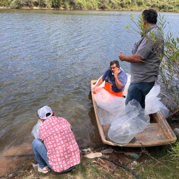 Fortalecen la actividad pesquera con siembra de tilapia en Soyopa